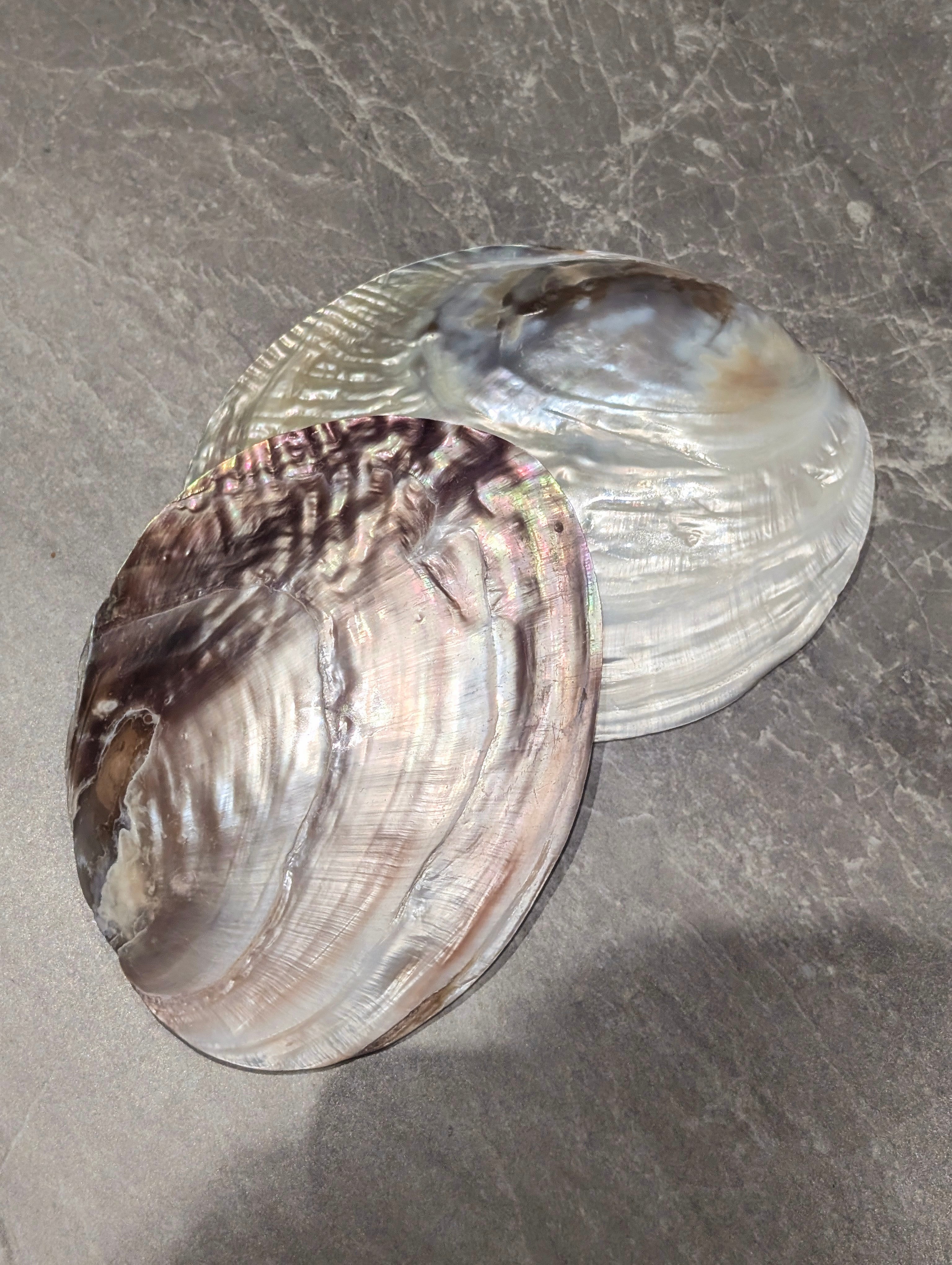 Mother of Pearl Shell with Blistered Pearls