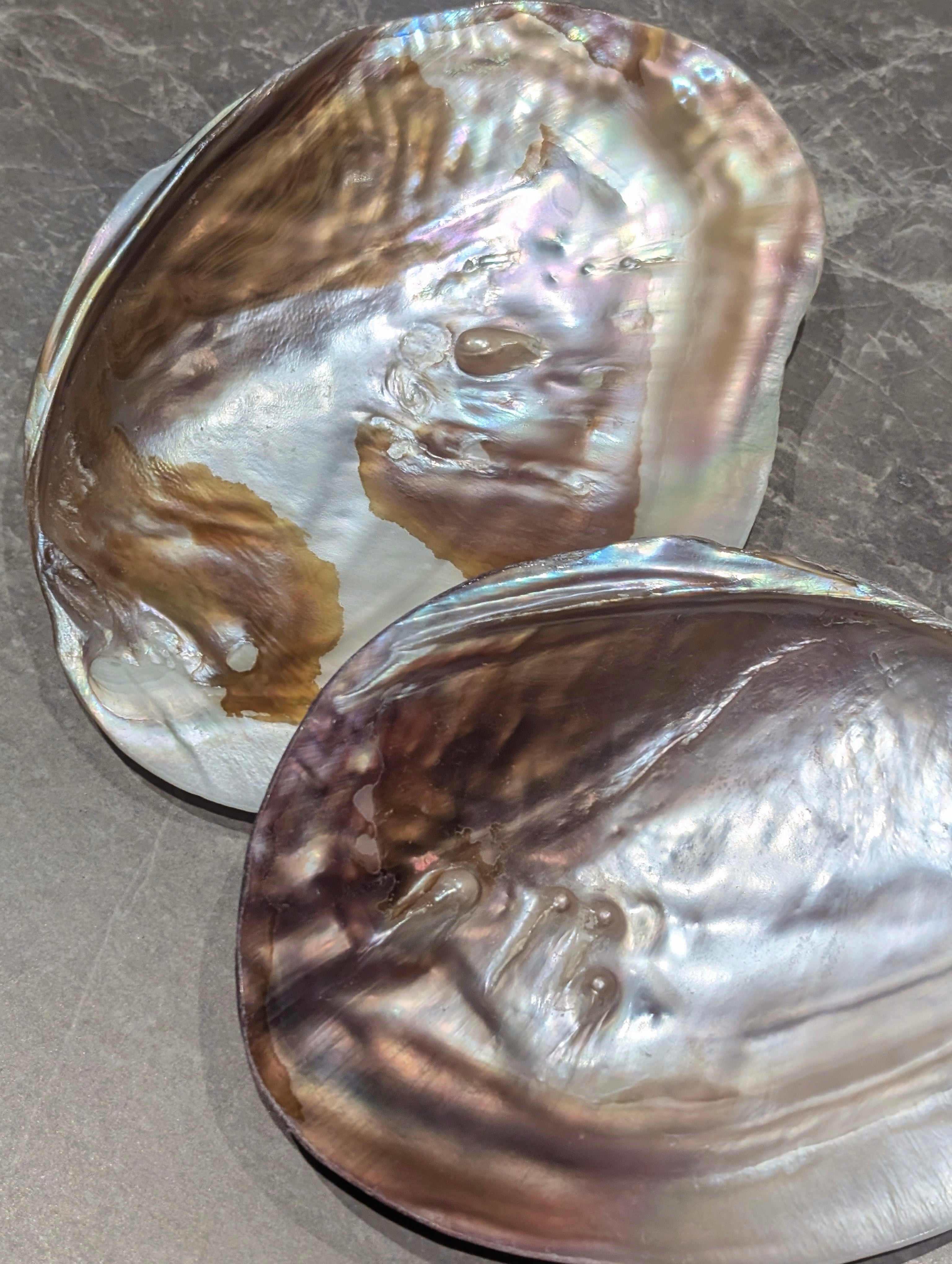 Mother of Pearl Shell with Blistered Pearls